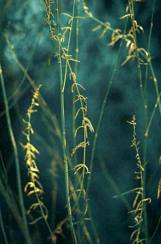 藤曼森林里面藤曼特写昏暗