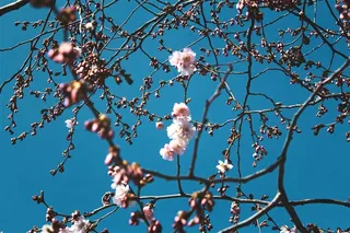 树枝上美丽的樱花摄影