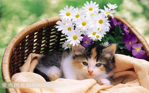 花园里的猫-篮子里的小猫与雏菊