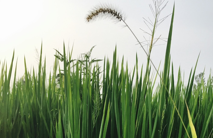 狗尾巴草/大自然/摄影/手机/自然/风景