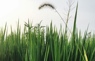 狗尾巴草/大自然/摄影/手机/自然/风景