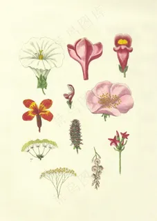 花朵绘画素材图谱图片 花朵绘画素材图谱图片