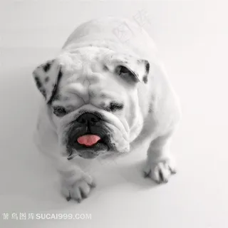 白色牛头犬图片素材 白色牛头犬图片素材