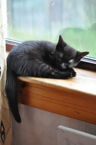 猫流浪猫野猫山猫动物猫仔设计素材小猫