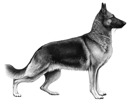德国牧羊犬 PNG免抠(450x360)