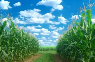 开阔的玉米田蓝天白云摄影图