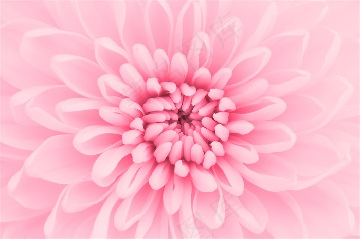 粉色大丽花特写高清图片