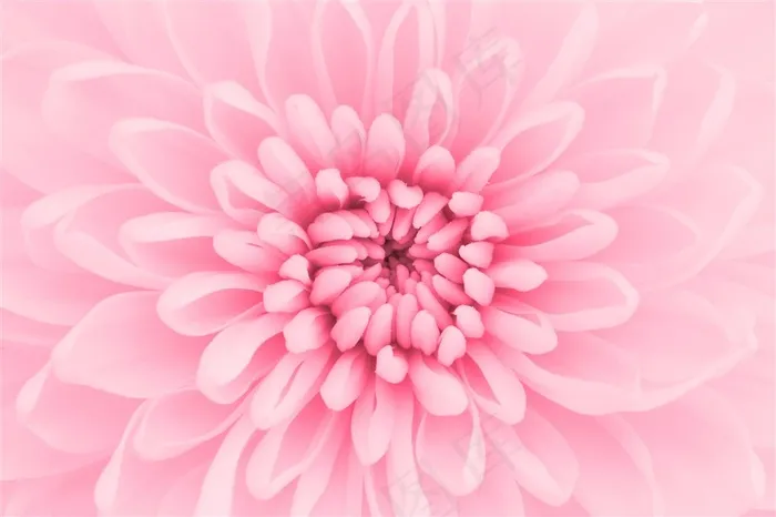 粉色大丽花特写高清图片