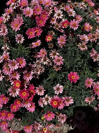 粉红色向日葵 花苞怒放 争先生长