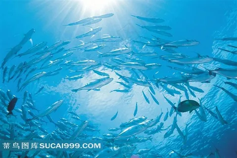 海洋浅水鱼类高清美图 海洋浅水鱼类高清美图