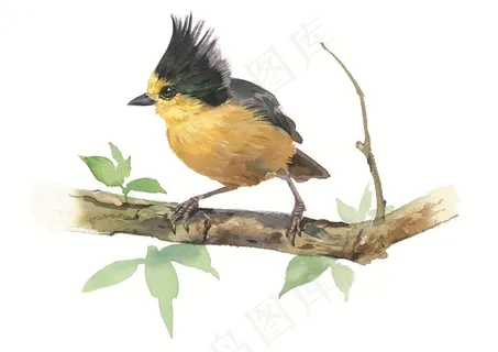 树枝上可爱的小鸟 树枝上可爱的小鸟