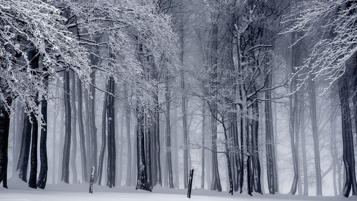 高清树林森林雪景