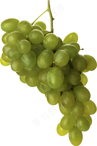 葡萄免抠素材 (58)