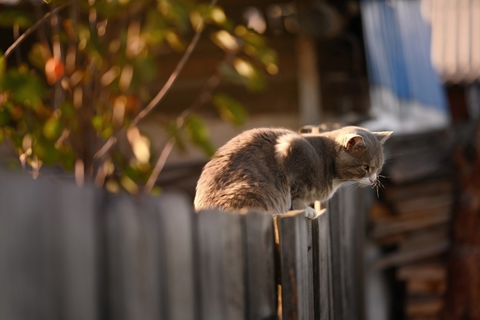 猫篱笆木基蒂小猫猫的宠物