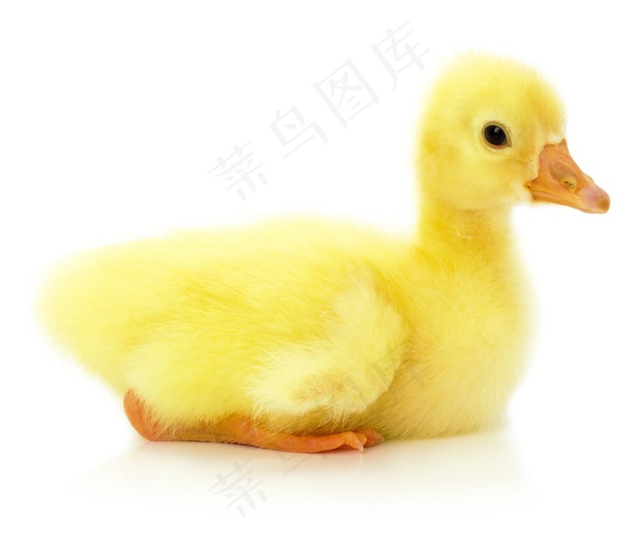 可爱的小鸭子