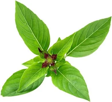 罗勒 PNG免抠(390x355)