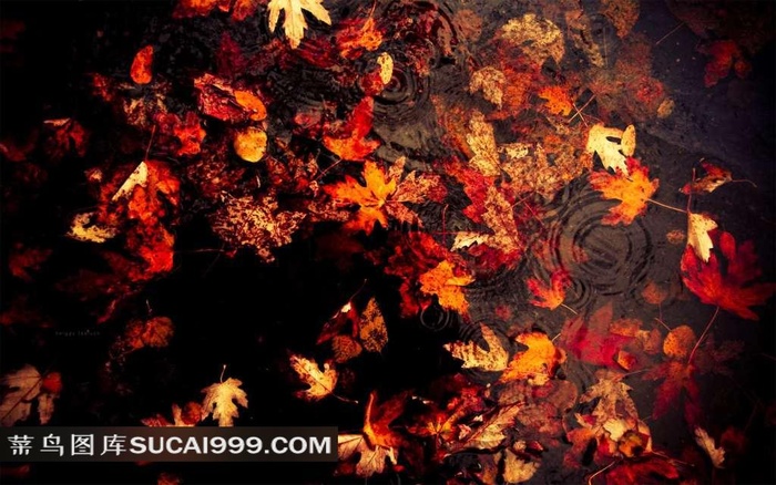 飘在水面上的红色枫叶