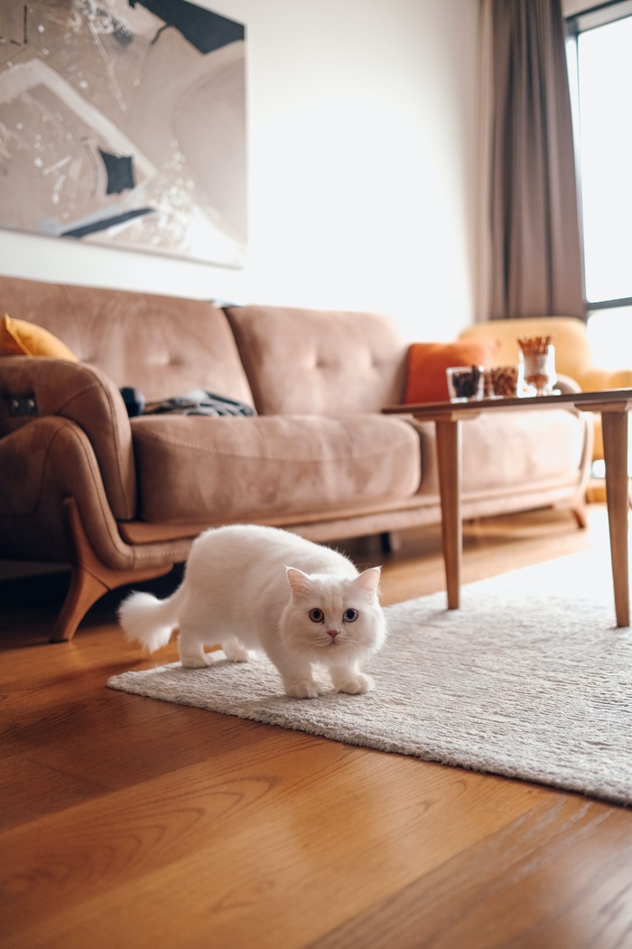 可爱猫咪猫猫摄影素材