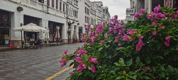 海口古街三角梅花卉一角