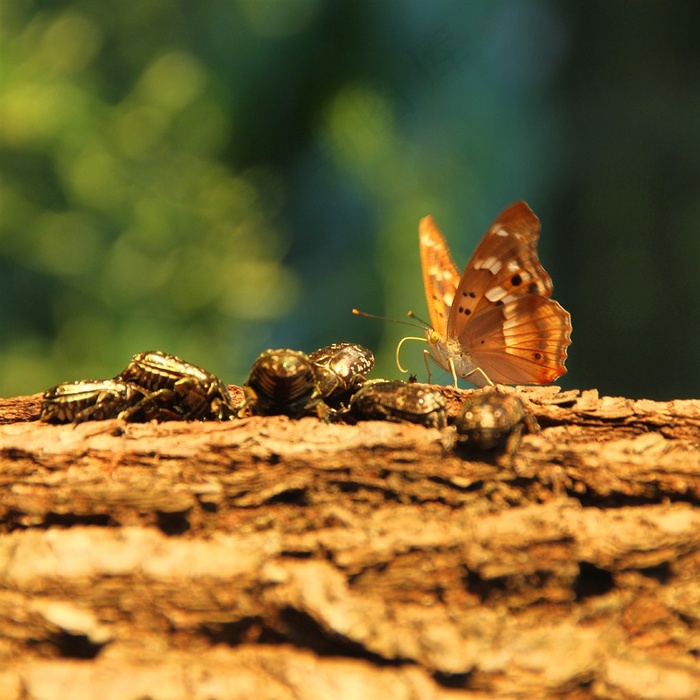 蝴蝶和甲虫高清图片