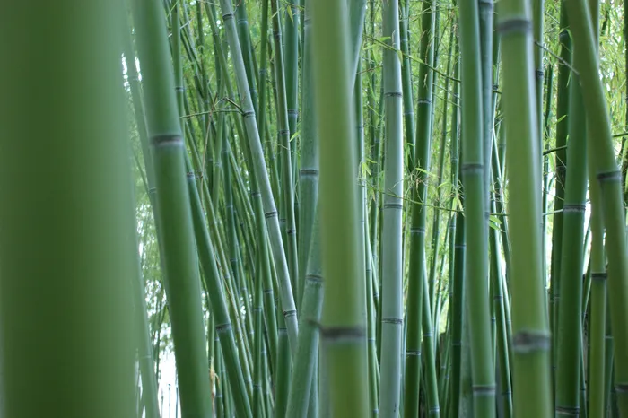 高清竹子竹林