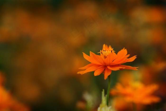 唯美鲜花高清图片