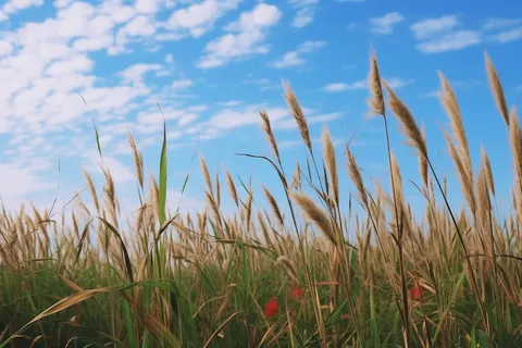 蓝天白云下的芦苇荡摄影图