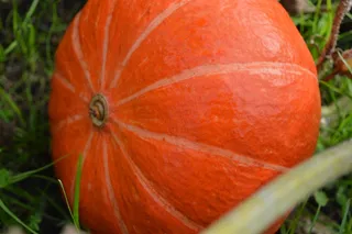 成熟红色大南瓜图片