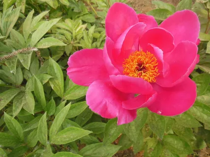 芍药花高清图片 芍药花高清图片