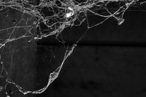 破损的蜘蛛网 破损的蜘蛛网