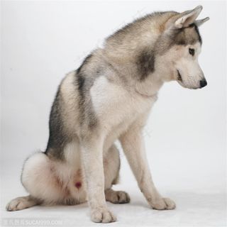 大型犬-低头的极地雪橇犬