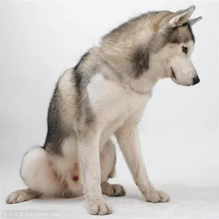 大型犬-低头的极地雪橇犬