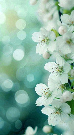 春天清新白色樱花浪漫花瓣枝叶，立春摄影图