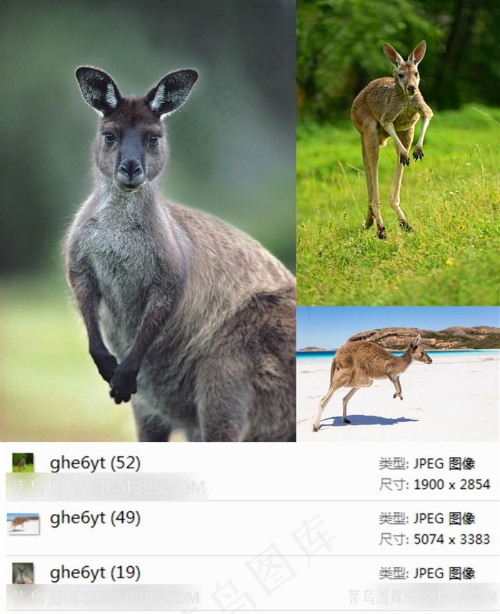 袋鼠摄影素材