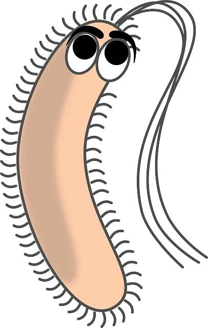 细菌 PNG免抠(406x640)