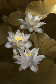 白莲花 莲花 盛开 白色的 花 自然 池塘 植物