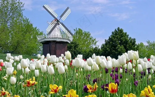 风车与郁金香