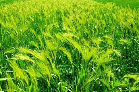 高清稻穗田园风光图片