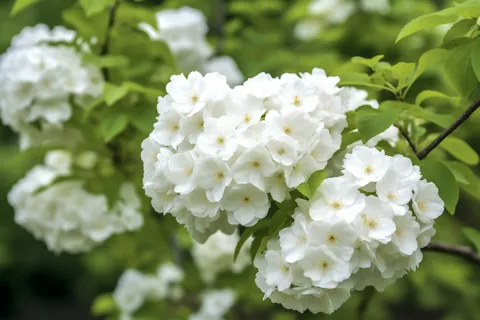 枝条开满了白花花朵细节摄影图