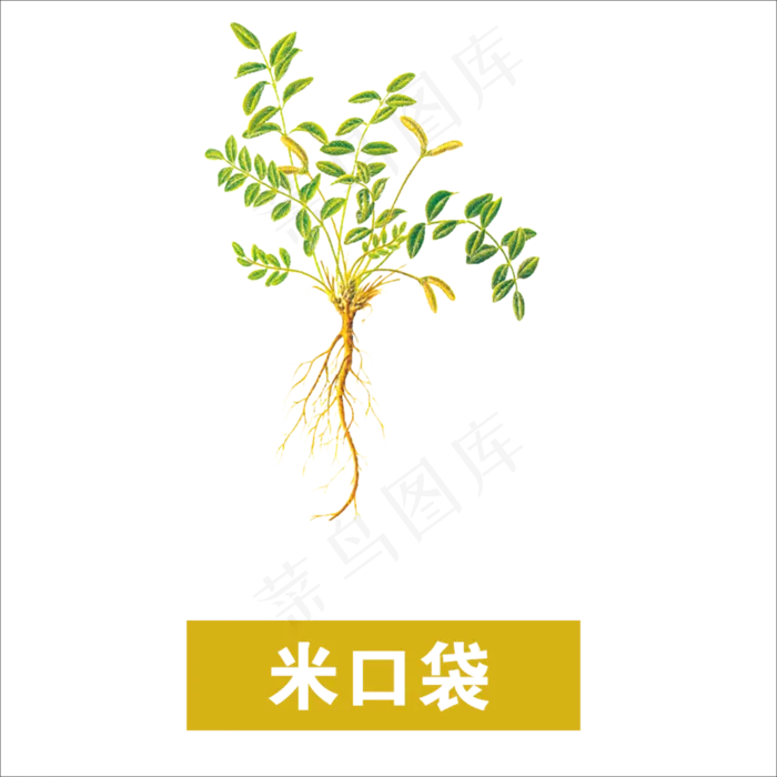 手绘草本中药药材米口袋