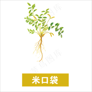 手绘草本中药药材米口袋