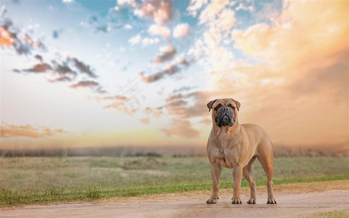 蓝天白云下的狗狗图片