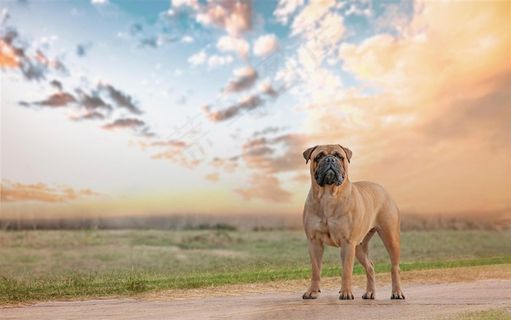 蓝天白云下的狗狗图片
