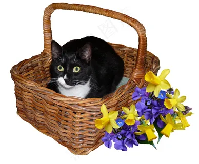 篮子里的萌猫咪图片 篮子里的萌猫咪图片