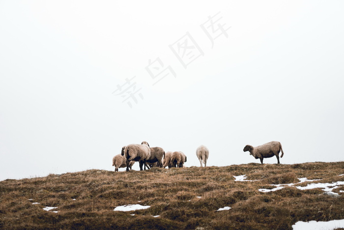 山坡上的绵羊图片