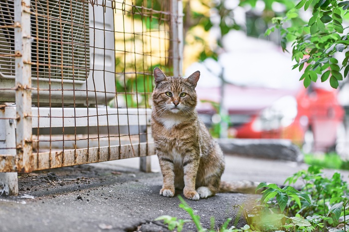 可爱猫咪猫猫摄影素材