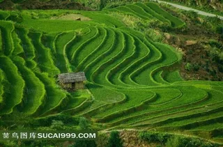 高空中俯瞰绿油油的梯田田园风光