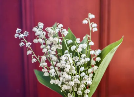 铃兰花束高清图片