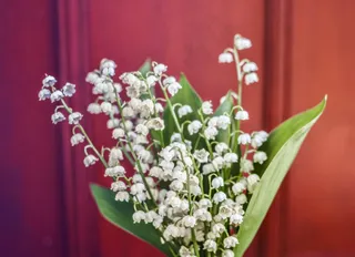 铃兰花束高清图片