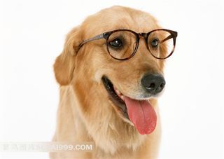 可爱金毛犬图片